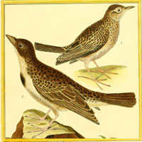 Alouette et calandre. Buffon, Georges Louis Leclerc; Daubenton, Edme-Louis; Martinet, Francois Nicolas / Planches enluminées d'histoire naturelle / 1765-1783? Alouette et calandre. Buffon, Georges Louis Leclerc; Daubenton, Edme-Louis; Martinet, Francois Nicolas / Planches enluminées d'histoire naturelle / 1765-1783?